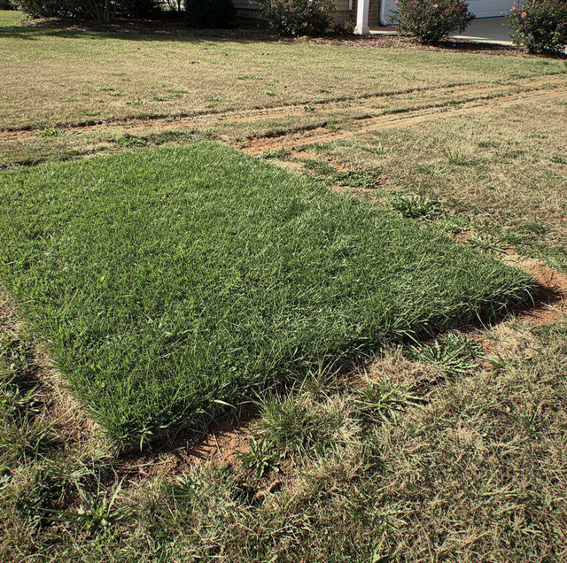 A patch of greener grass in a residential lawn